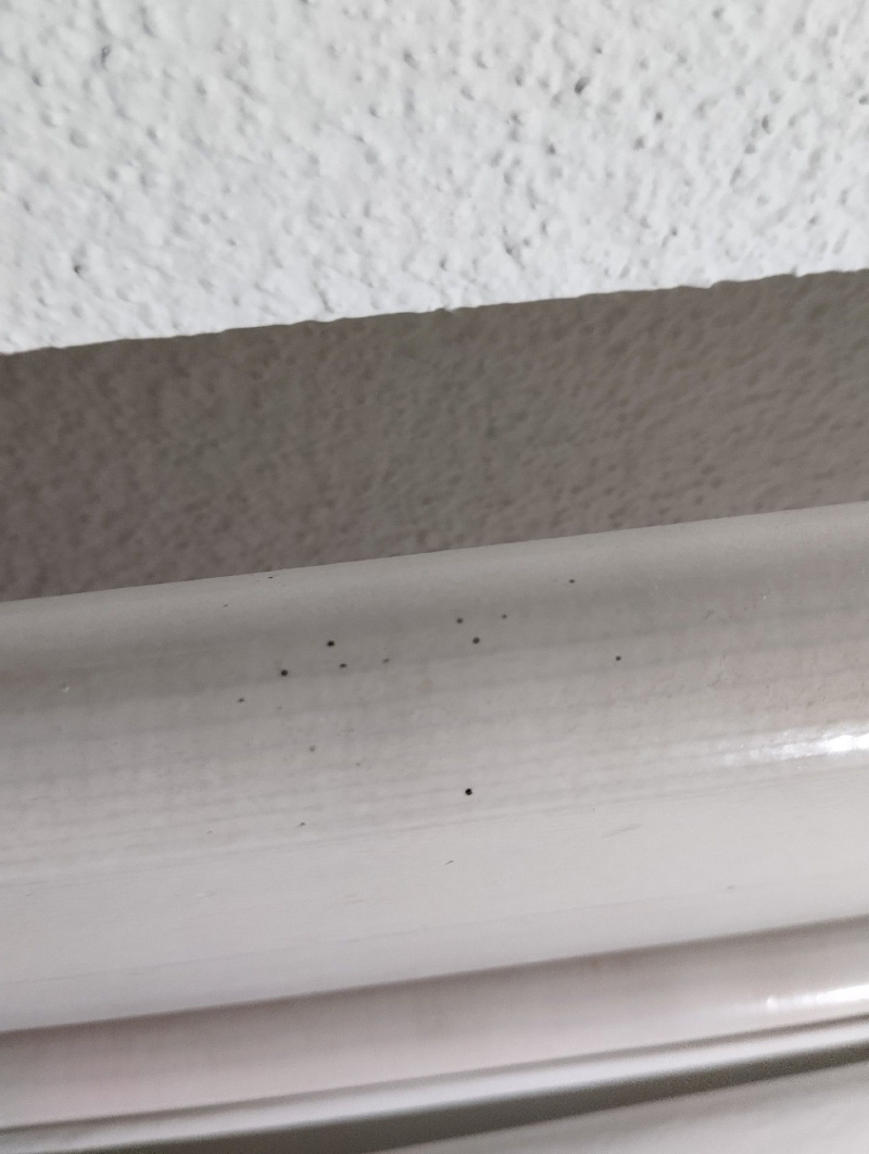 Auf einer hellen Leiste in Binningen sind kleine dunkle Punkte zu erkennen, die auf einen moeglichen Befall mit Bettwanzen hinweisen und einen Kammerjaeger noetig machen koennen.