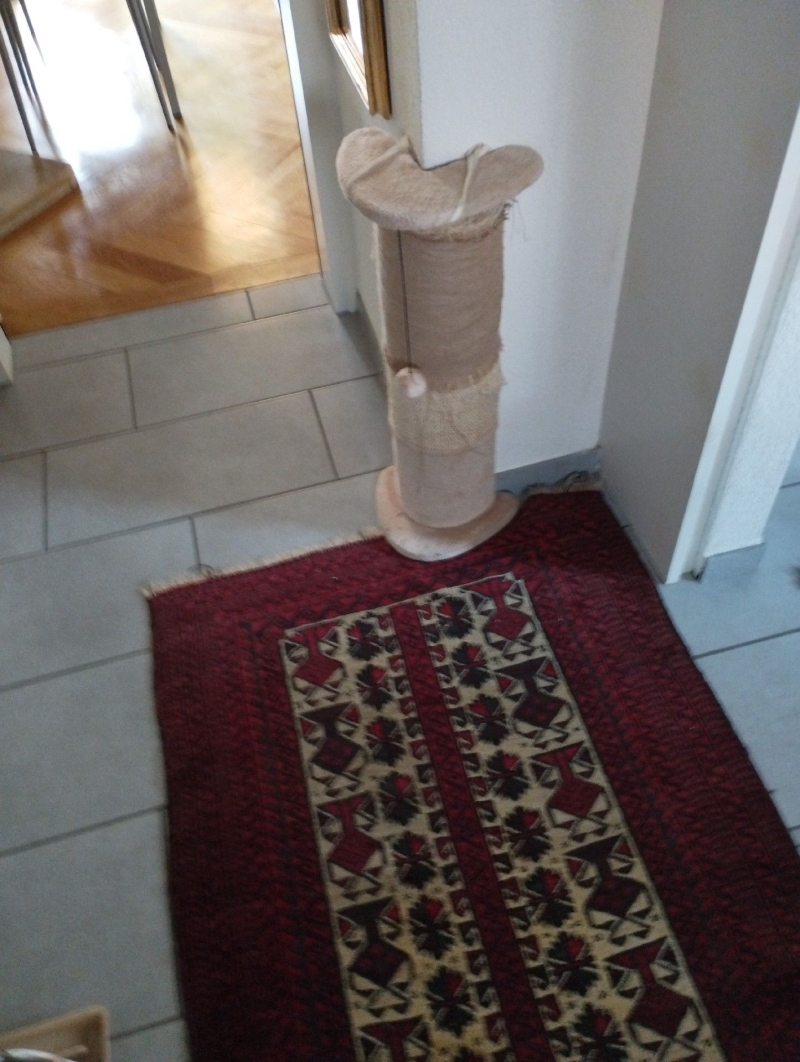 In einem Flur in Eptingen weist der Bereich um Teppich und Kratzbaum auf moeglichen Befall hin, weshalb ein Kammerjaeger hinzugezogen werden sollte.