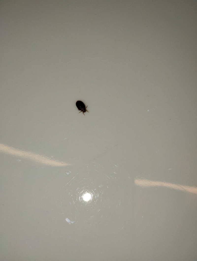 Auf einer glatten Flaeche liegt in Kaenerkinden eine Bettwanze, deren Bekaempfung den Einsatz eines Kammerjaegers notwendig macht.