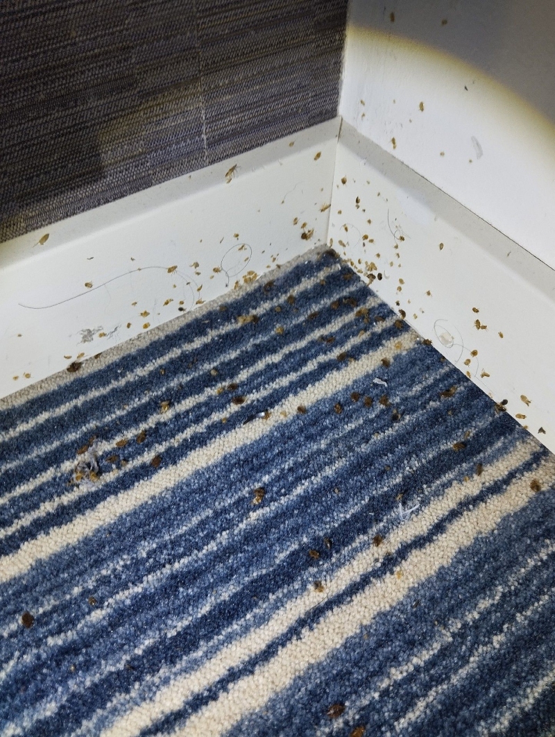 In einer Zimmerecke in Reigoldswil liegen zahlreiche Spuren eines starken Bettwanzenbefalls, was den dringenden Einsatz eines Kammerjaegers notwendig macht.