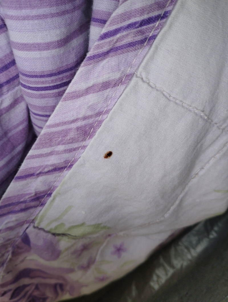 Auf violett gemusterter Bettwaesche in Ruemlingen liegt eine einzelne Bettwanze gut sichtbar am Nahtbereich, was einen Kammerjaeger auf den Befall hinweist.