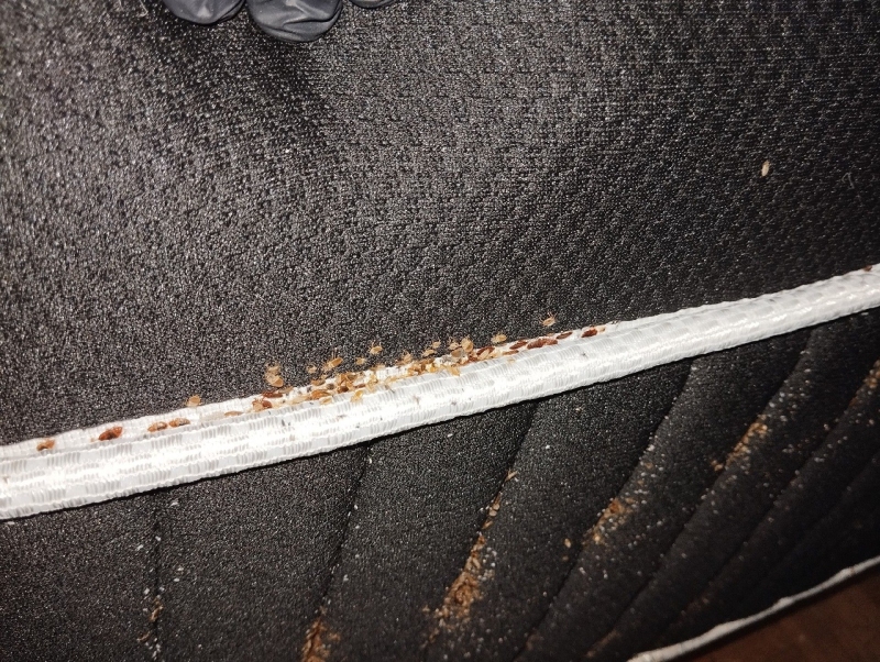 Auf einer Matratzennaht in Schoenenbuch liegen zahlreiche Bettwanzen und deutliche Spuren, was auf einen dringenden Einsatz des Kammerjaeger hinweist.