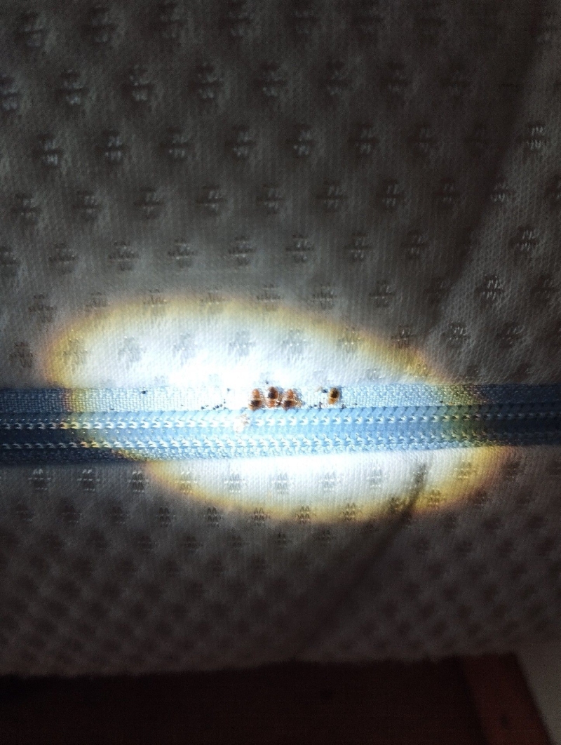 Ein schmaler Lichtkegel hebt an einer Matratzennaht in Schoenenbuch deutliche Bettwanzenspuren hervor, was einen schnellen Einsatz des Kammerjaeger erfordert.