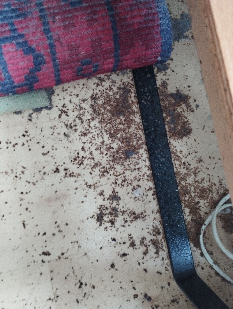 In Thürnen wurden Bettwanzen entdeckt, was auf einen Befall hindeutet. Ein Kammerjäger sollte schnell eingreifen, um eine Ausbreitung zu verhindern.