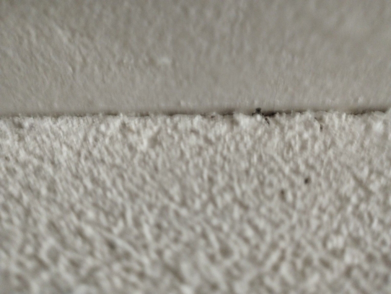 Bettwanzen sind an der Wand in Ziefen sichtbar. Ein Kammerjäger könnte hier helfen, die Tiere effektiv zu bekämpfen.