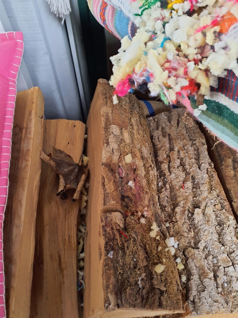 Zwischen gelagertem Holz in Arlesheim liegen deutliche Nagespuren und zerstreute Materialreste, was auf Ratten hindeuten kann und einen Kammerjaeger in Arlesheim noetig macht.