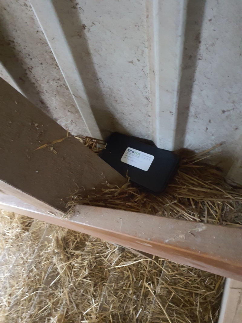 In einer Ecke eines Stalls in Binningen liegt zwischen Stroh eine ausgelegte Rattenbox, die auf einen Befall hinweist und den Einsatz eines Kammerjaegers notwendig macht.