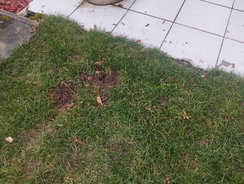 Auf dem Rasen in Bubendorf weisen ausgehobene Stellen auf moegliche Rattenaktivitaet hin, was den Einsatz eines Kammerjaegers erforderlich machen koennte.