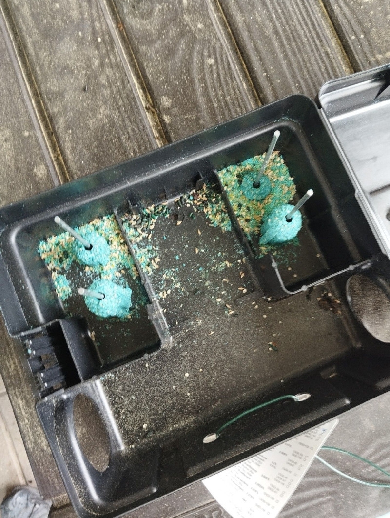 In einer Koederbox in Duggingen zeigen angefressene Koeder deutliche Spuren von Maeusen, was den Einsatz eines Kammerjaeger notwendig machen kann.