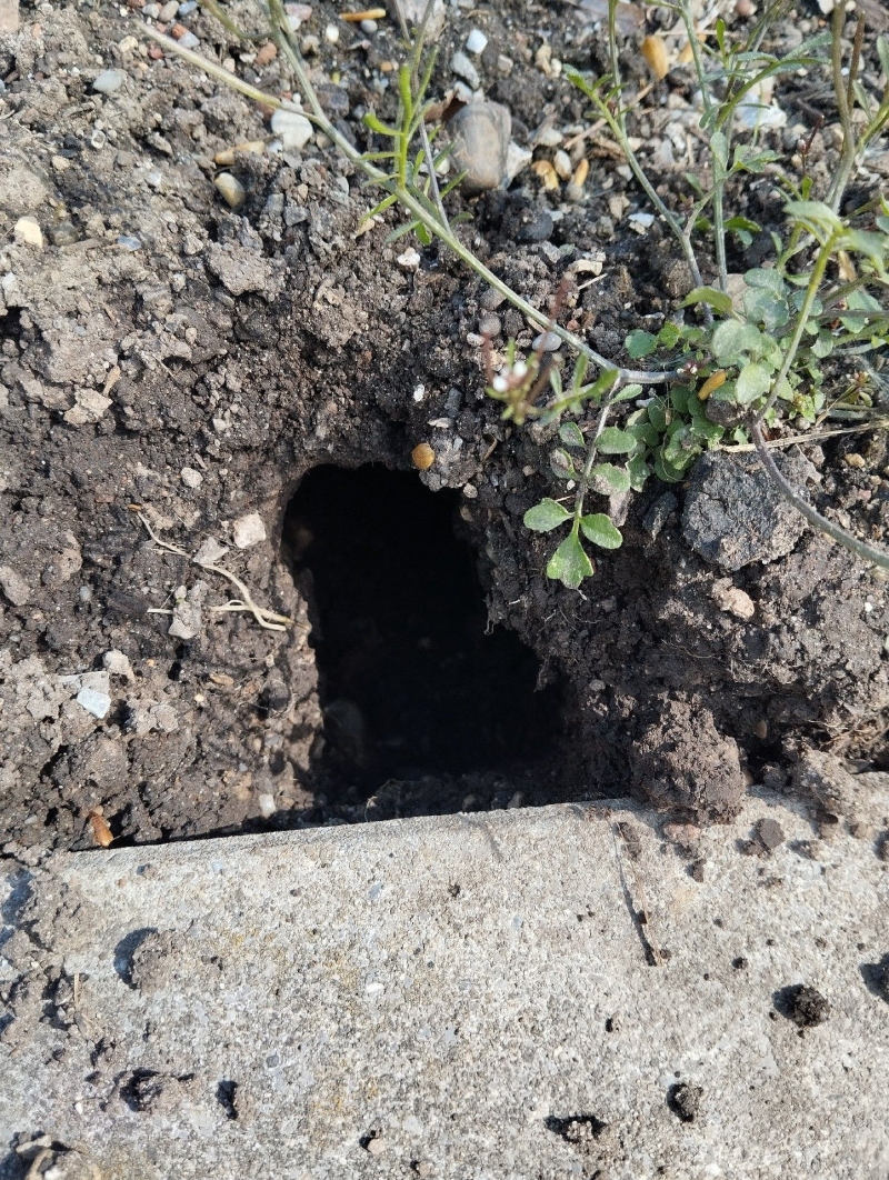 Am Rand eines Beetes in Fuellinsdorf deutet ein dunkler Erdgang auf moegliche Rattenaktivitaet hin und laesst den Einsatz des Kammerjaeger sinnvoll erscheinen.