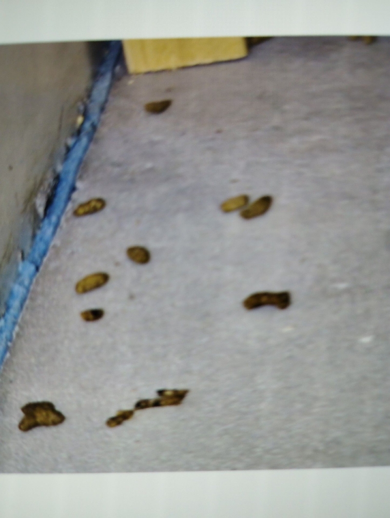 Auf dem Boden eines Raums in Giebenach liegen mehrere kleine Fraesselspuren von Maeusen, was den Einsatz eines Kammerjaegers erforderlich macht.