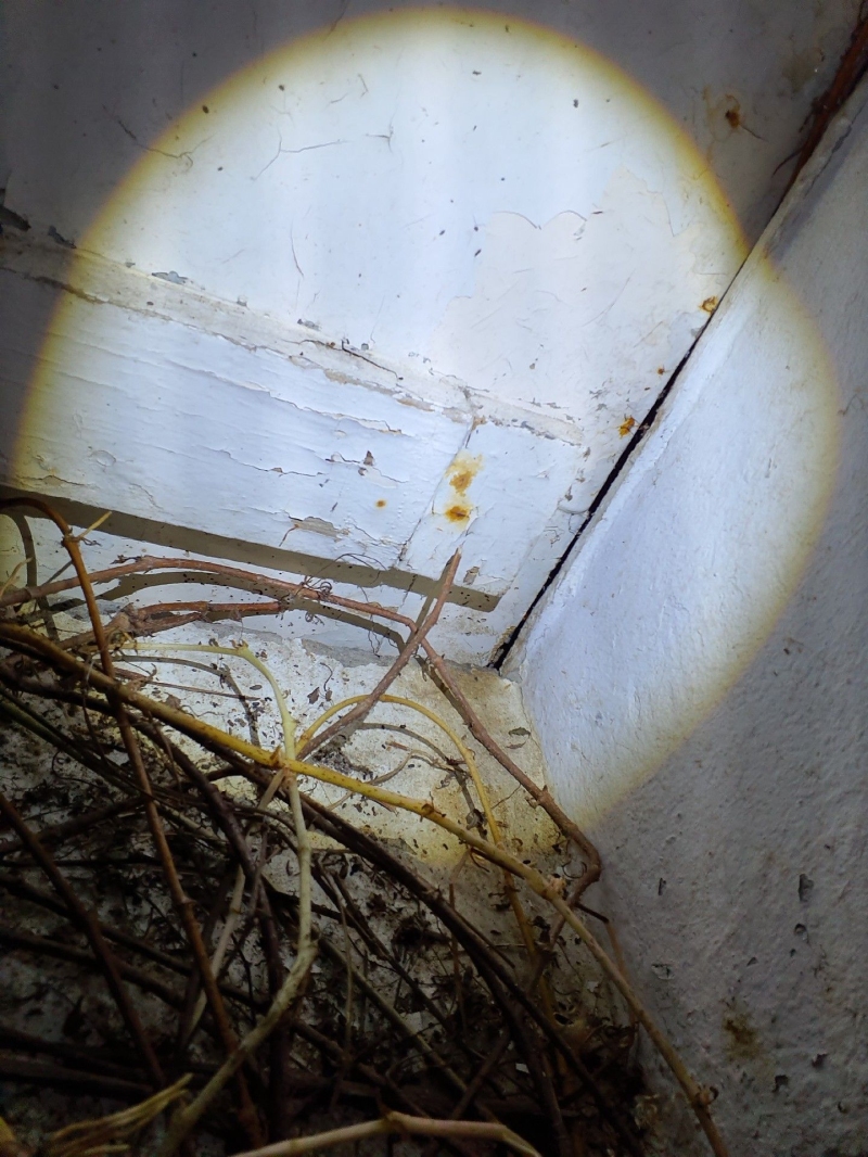 In Laeufelfingen deutet ein aus Zweigen gebildetes Nest mit kleinen dunklen Spuren in einer Mauerecke auf Maeusebefall hin, der einen Kammerjaeger erfordert.