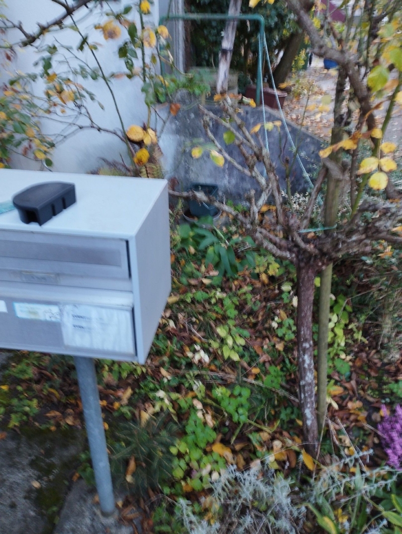 Zwischen Briefkasten und dichten Pflanzen in Muttenz deuten Spuren im Laub auf moegliche Rattenaktivitaet hin, was den Einsatz eines Kammerjaeger erfordert.