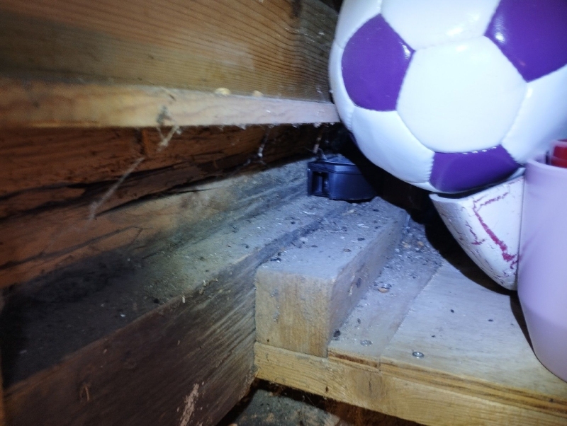 In Thürnen wurden Ratten in einem unzugänglichen Bereich entdeckt. Ein Kammerjäger sollte umgehend gerufen werden, um den Befall zu bekämpfen und Schäden zu verhindern.