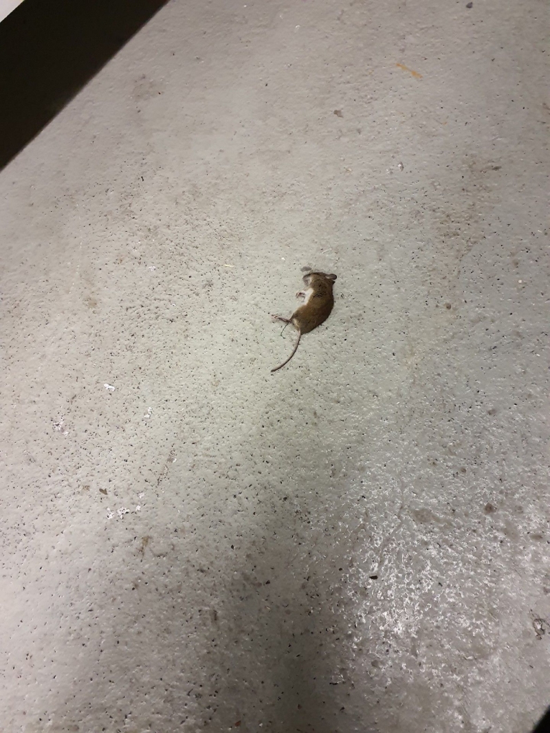 Eine tote Ratte liegt auf dem Boden in Wenslingen. Ein Kammerjäger sollte kontaktiert werden, um eine umfassende Bekämpfung und Prävention zu gewährleisten.