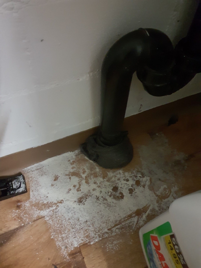 Mäuse sind in Wintersingen sichtbar. Der Einsatz eines Kammerjägers kann notwendig sein, um den Befall zu beseitigen.