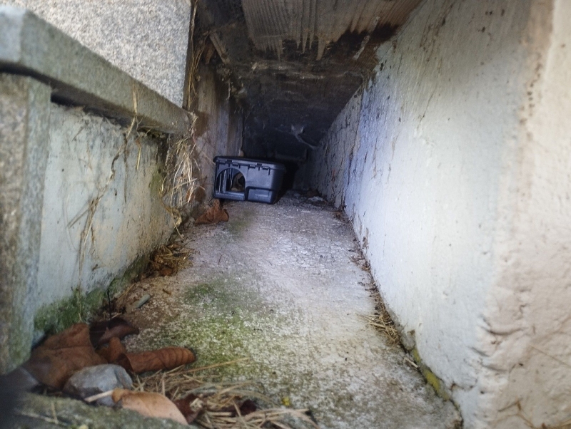 Ratten sind in einem Spalt in Ziefen sichtbar. Ein Kammerjäger kann dabei helfen, das Ungeziefer sicher zu entfernen und das Problem zu beheben.