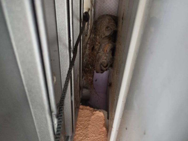 Ein Kammerjaeger entdeckt in Aesch ein Wespennest, das versteckt zwischen Metallfuehrung und Wand entstanden ist und deutliche Neststrukturen zeigt.