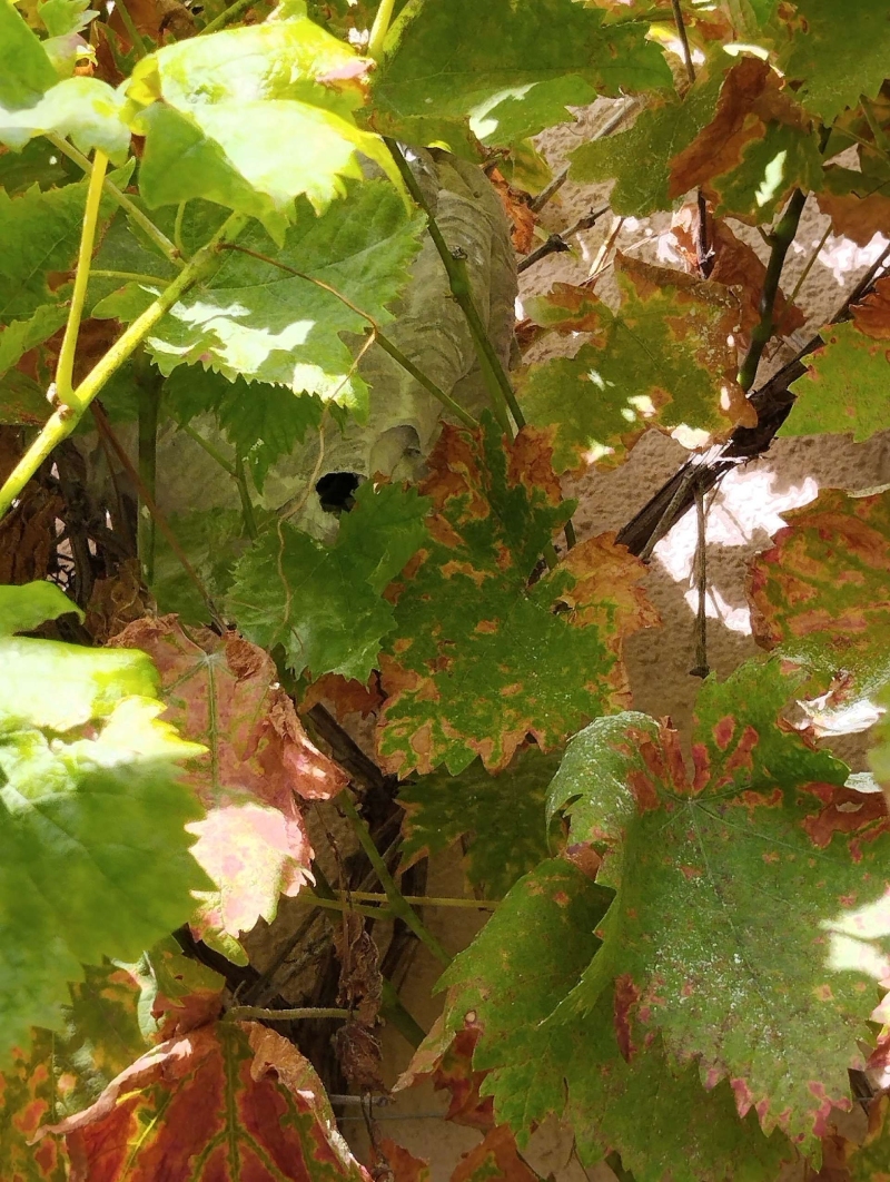 Zwischen dichten Weinblaettern versteckt sich in Anwil ein Wespennest, das einen Kammerjaeger erforderlich machen koennte und die natuermliche Ruhe beeintraechtigt.