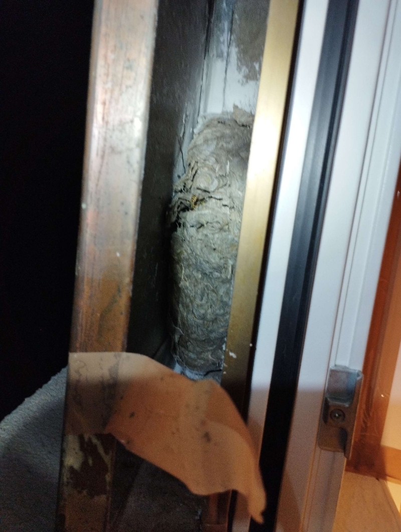 Tief im schmalen Fensterspalt in Arlesheim sitzt ein dichtes Wespennest, dessen sichere Entfernung einen Kammerjaeger in Arlesheim erforderlich macht.