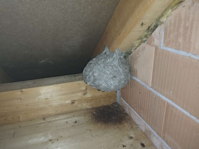 In einer Dachbodenecke von Augst haftet ein grosses Hornissennest an Holz und Mauerwerk und macht den Einsatz eines Kammerjaegers notwendig.