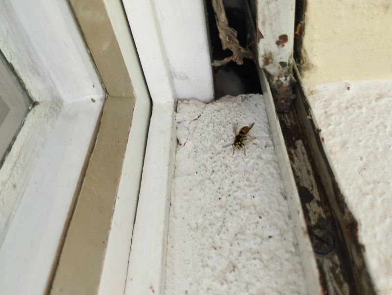 Zwischen den Fensterritzen in Bennwil sitzt eine einzelne Wespe nahe einer dunklen Spalte, was auf ein verborgenes Wespennest hindeutet und einen Kammerjaeger noetig macht.