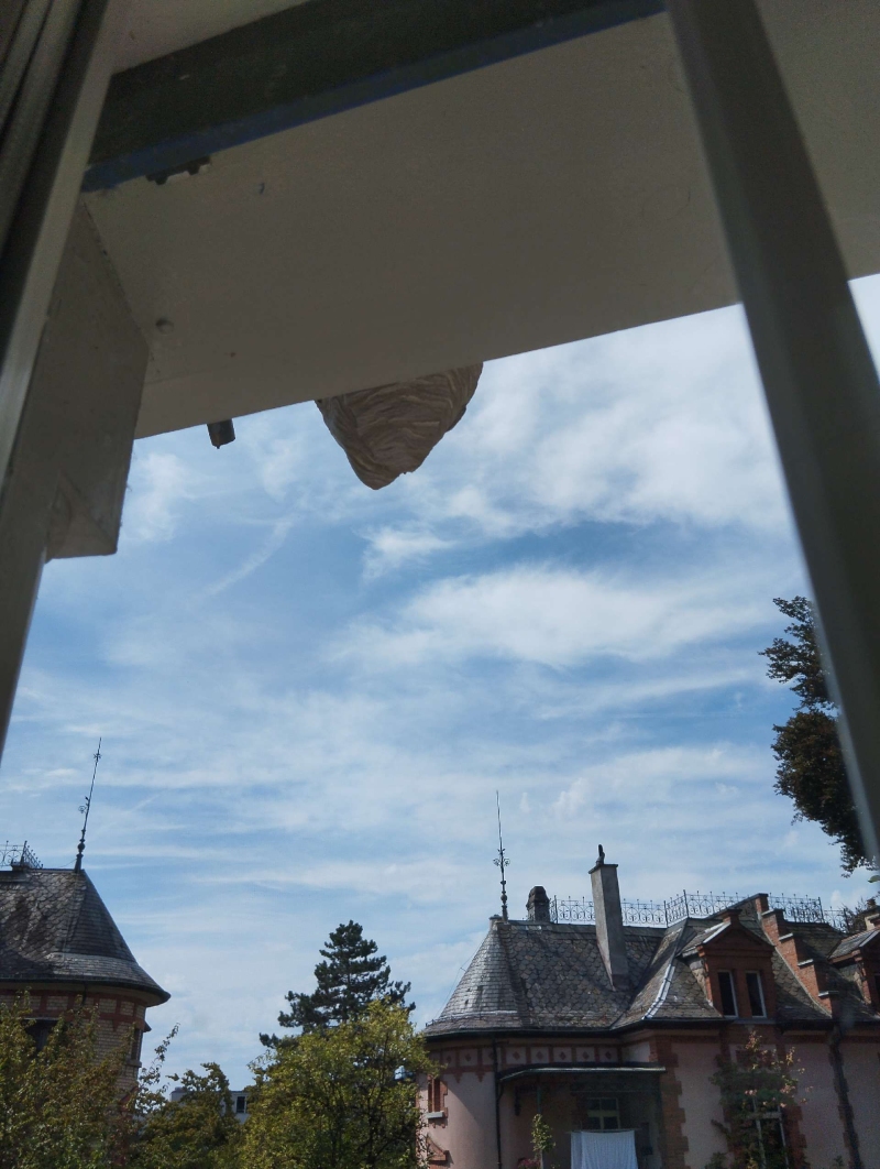 Ueber einem Fensterrahmen in Biel-Benken haengt ein Hornissennest, dessen sichere Entfernung den schnellen Einsatz eines Kammerjaegers erforderlich macht.