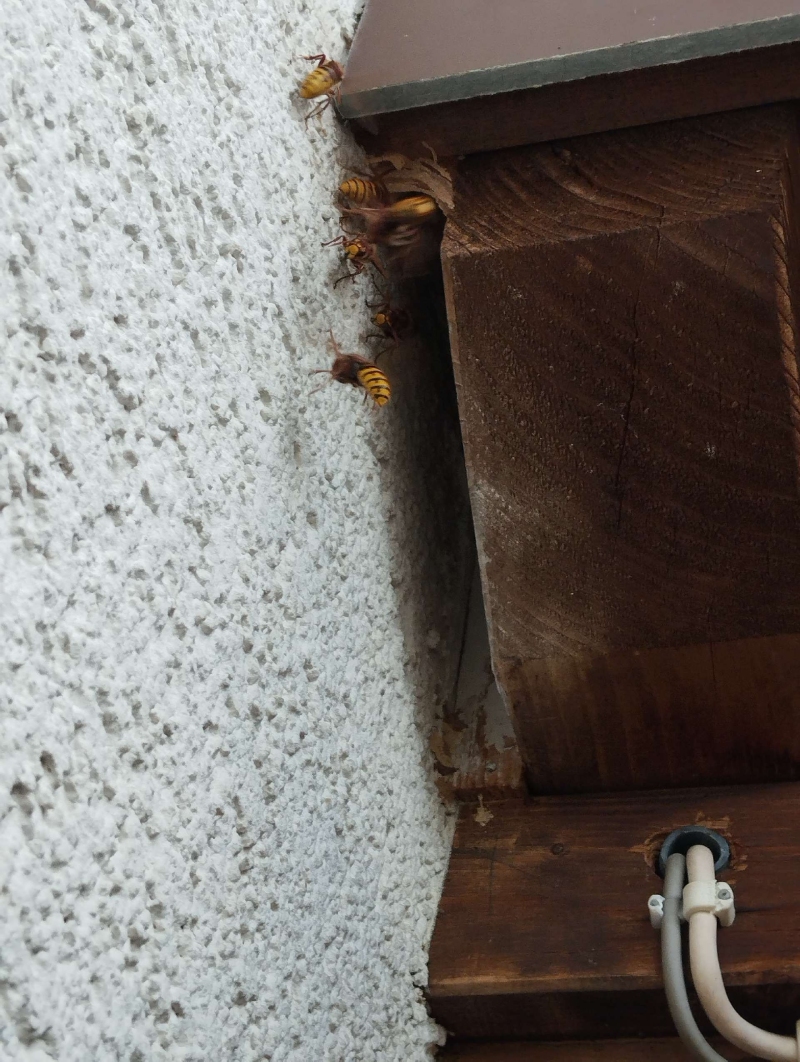 Zwischen Holzvorsprung und Putz treten in Blauen mehrere Wespen ein und aus, was auf ein verborgenes Wespennest hinweist und den Einsatz eines Kammerjaegers nahelegt.