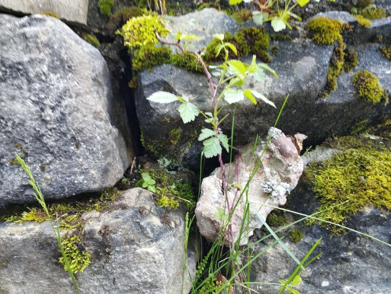 Zwischen moosigen Steinen in Brislach liegt ein kleines Wespennest versteckt, was den Einsatz eines Kammerjaegers zur sicheren Entfernung erforderlich macht.