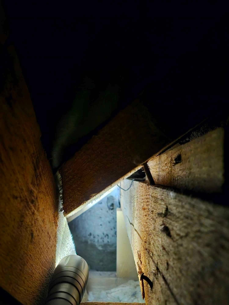 In einem engen Holzspalt in Brislach deutet die versteckte Struktur auf ein moegliches Hornissennest hin, das einen Kammerjaeger fuer eine sichere Kontrolle erfordert.