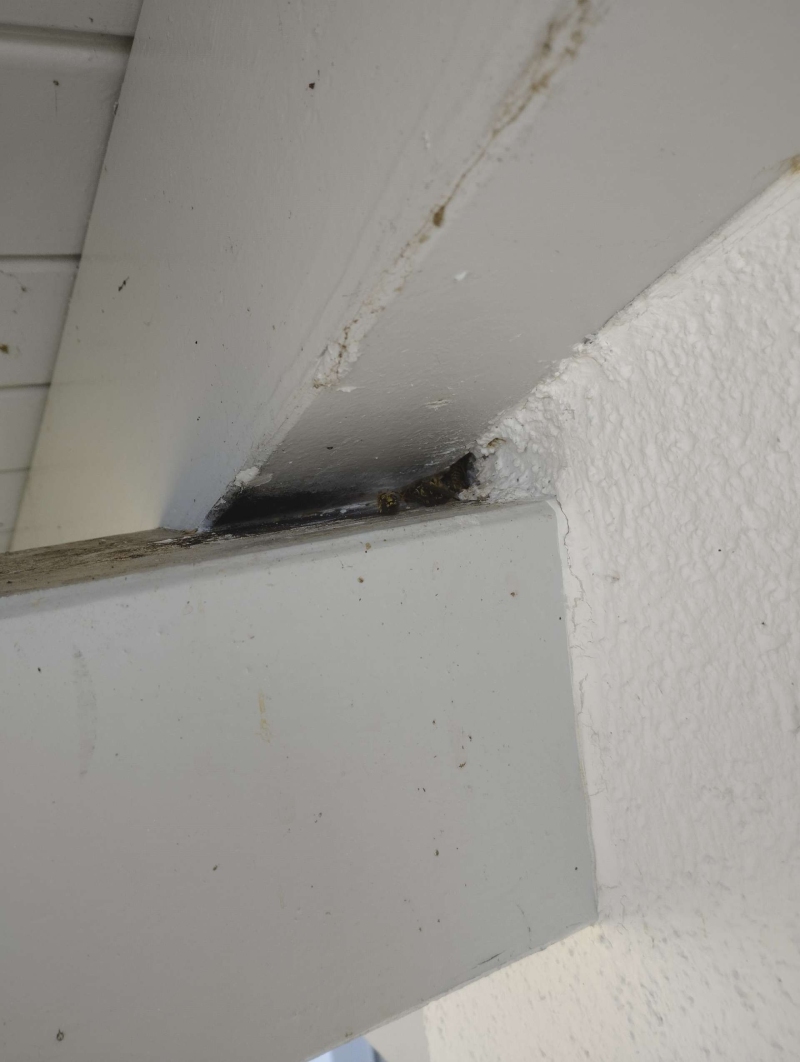Im geschuetzten Spalt einer Dachkonstruktion in Bubendorf ist ein Hornissennest sichtbar, was auf den moeglichen Einsatz eines Kammerjaegers hinweist.