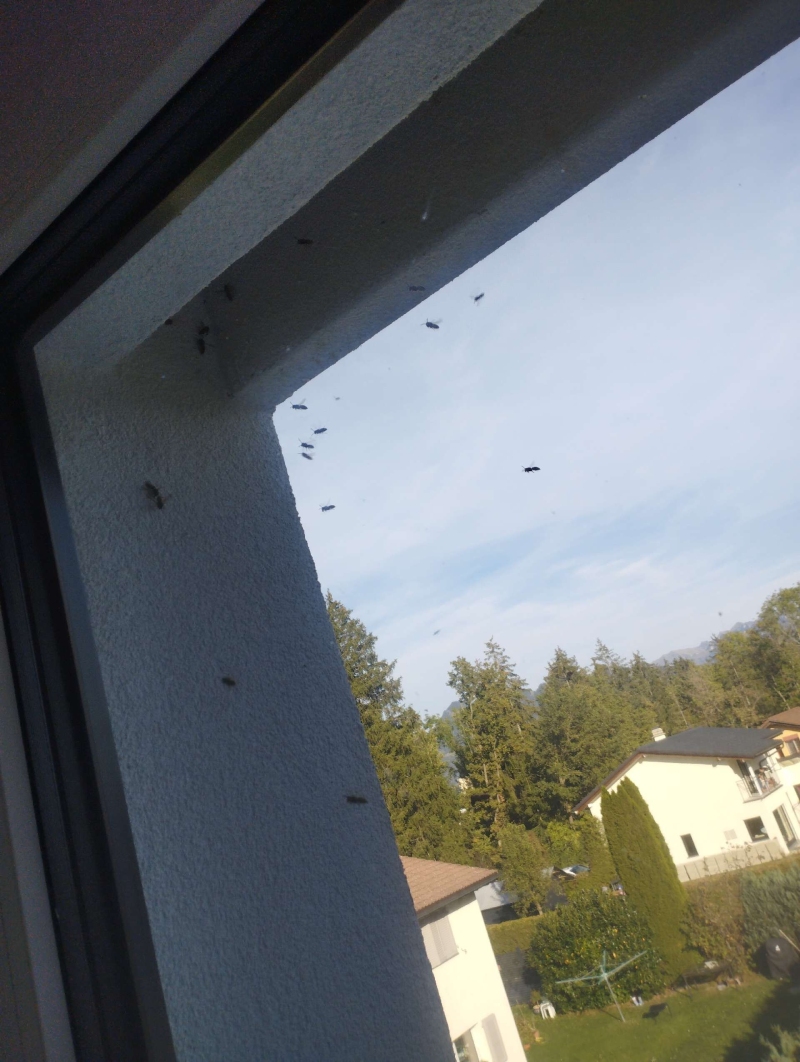 Vor dem Fensterbereich in Buckten fliegen zahlreiche Hornissen um die Fassade, was auf ein nahes Hornissennest hinweist und einen Kammerjaeger notwendig machen kann.