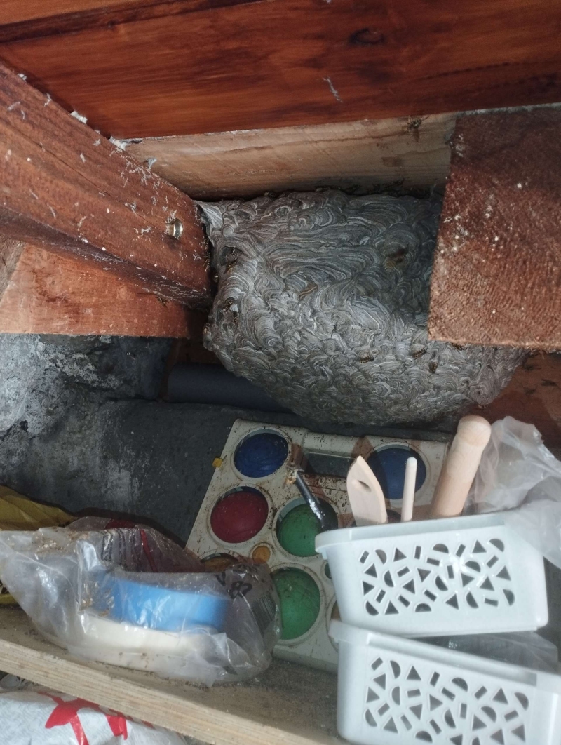 Zwischen alten Holzbalken in Burg im Leimental fuellt ein grosses Wespennest den engen Raum aus und macht den Einsatz eines Kammerjaeger notwendig.