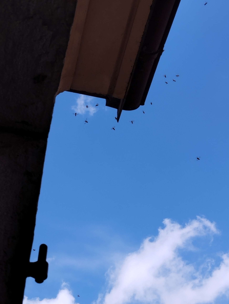 Nahe dem Dachrand in Diegten kreisen zahlreiche Wespen um ein moegliches Wespennest, was die Aufmerksamkeit eines Kammerjaegers notwendig erscheinen laesst.