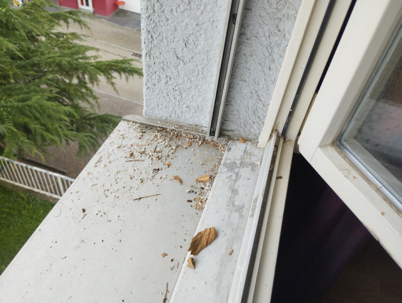 Auf der Fenstersimslaette in Diegten liegen Spuren eines moeglichen Hornissennests, was auf einen noetigen Einsatz eines Kammerjaegers hinweist.