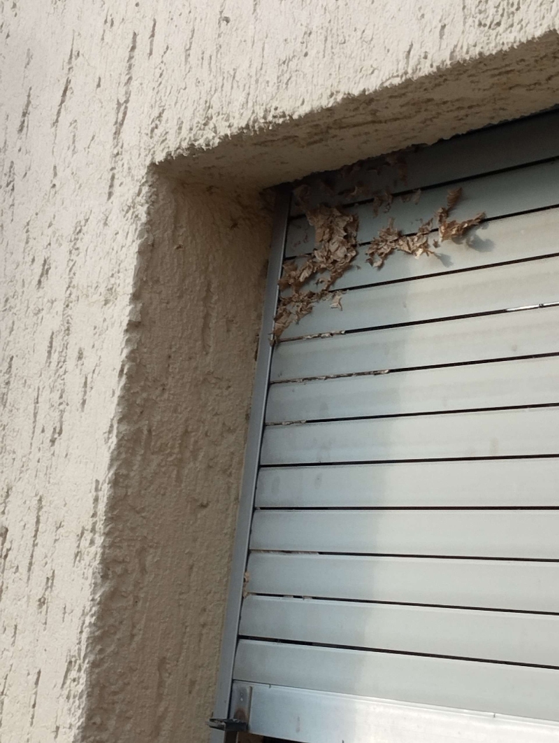In Diepflingen klebt ein ausgedehntes Hornissennest oberhalb der Jalousie im Fenstersturz, was den Einsatz eines Kammerjaegers dringend erforderlich macht.