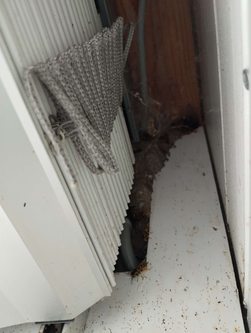 Zwischen Rollladenkasten und Wand entsteht in Dittingen ein gut verborgenes Hornissennest, das den Einsatz eines Kammerjaegers im Ort erforderlich macht.
