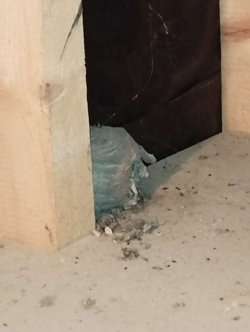 Zwischen Balken in Duggingen liegt ein rundes Wespennest verborgen, was einen Kammerjaeger notwendig machen kann.