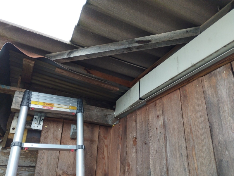 Unter dem Dachbereich eines Holzschuppens in Duggingen befindet sich ein verstecktes Hornissennest, das einen Kammerjaeger erfordern kann.