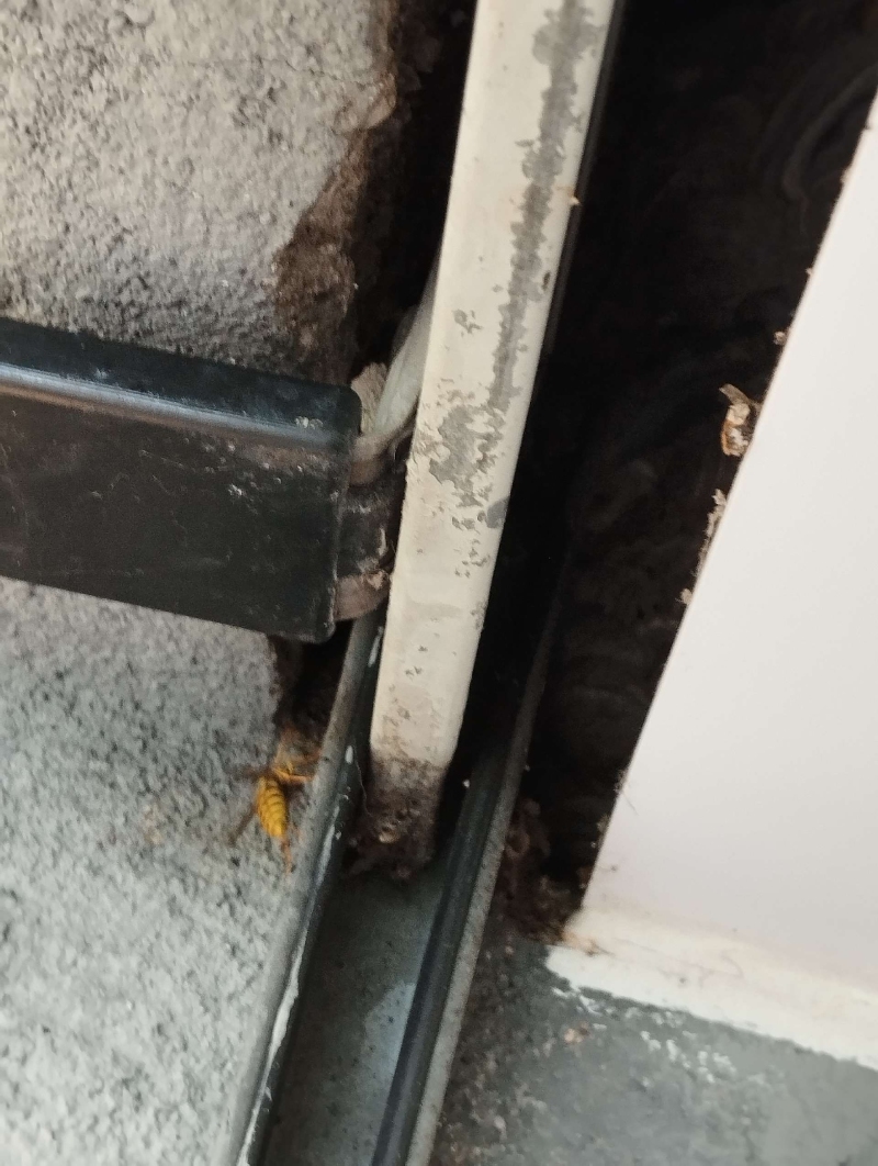 In einer Spalte neben dem Rahmen ist in Eptingen ein verstecktes Wespennest sichtbar, das den Einsatz eines Kammerjaegers notwendig macht.