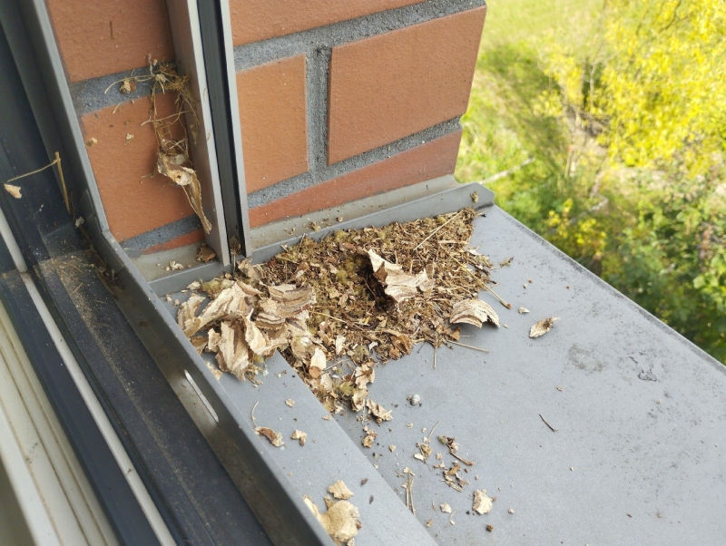 Auf dem hellen Stoff in Ettingen sitzt ein kleines roetliches Insekt, dessen Auftreten auf Bettwanzen hindeutet und den Einsatz eines Kammerjaegers noetig machen kann.