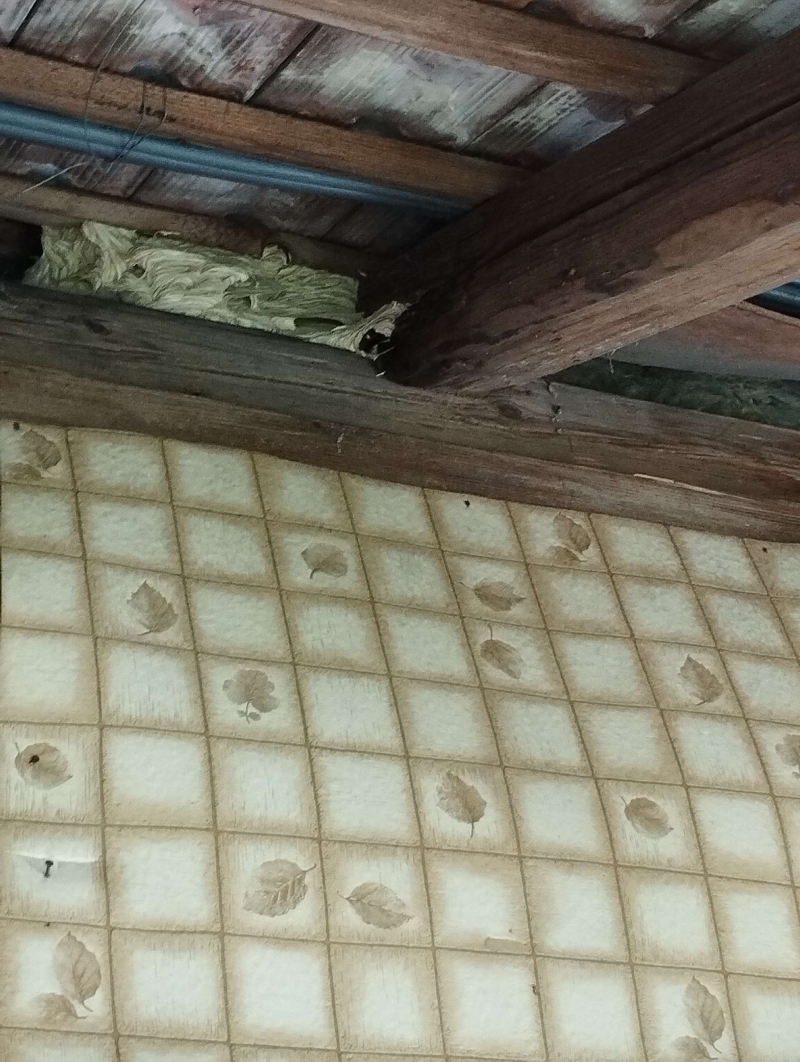 Zwischen alten Holzbalken in Frenkendorf sitzt ein ausgedehntes Wespennest, das auf den moeglichen Einsatz eines Kammerjaegers hinweist.