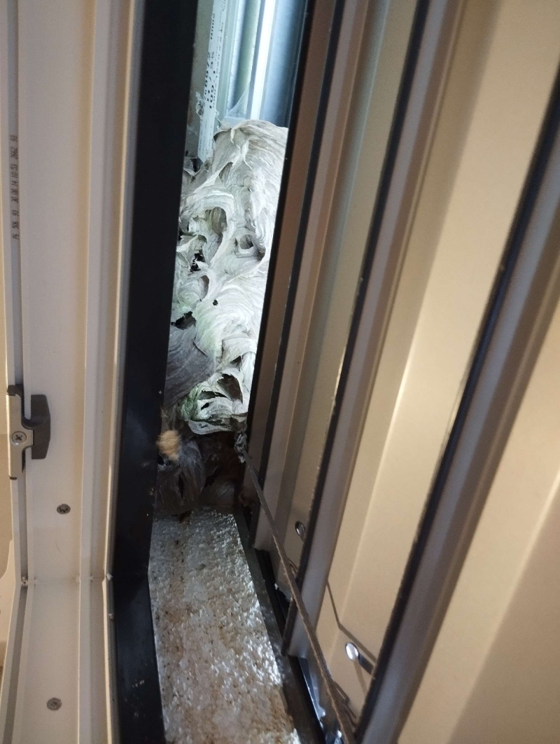 Hinter den Lamellen eines Fensters in Frenkendorf fuellt ein grosses Hornissennest den engen Spalt und laesst den Bedarf nach einem Kammerjaeger erkennen.