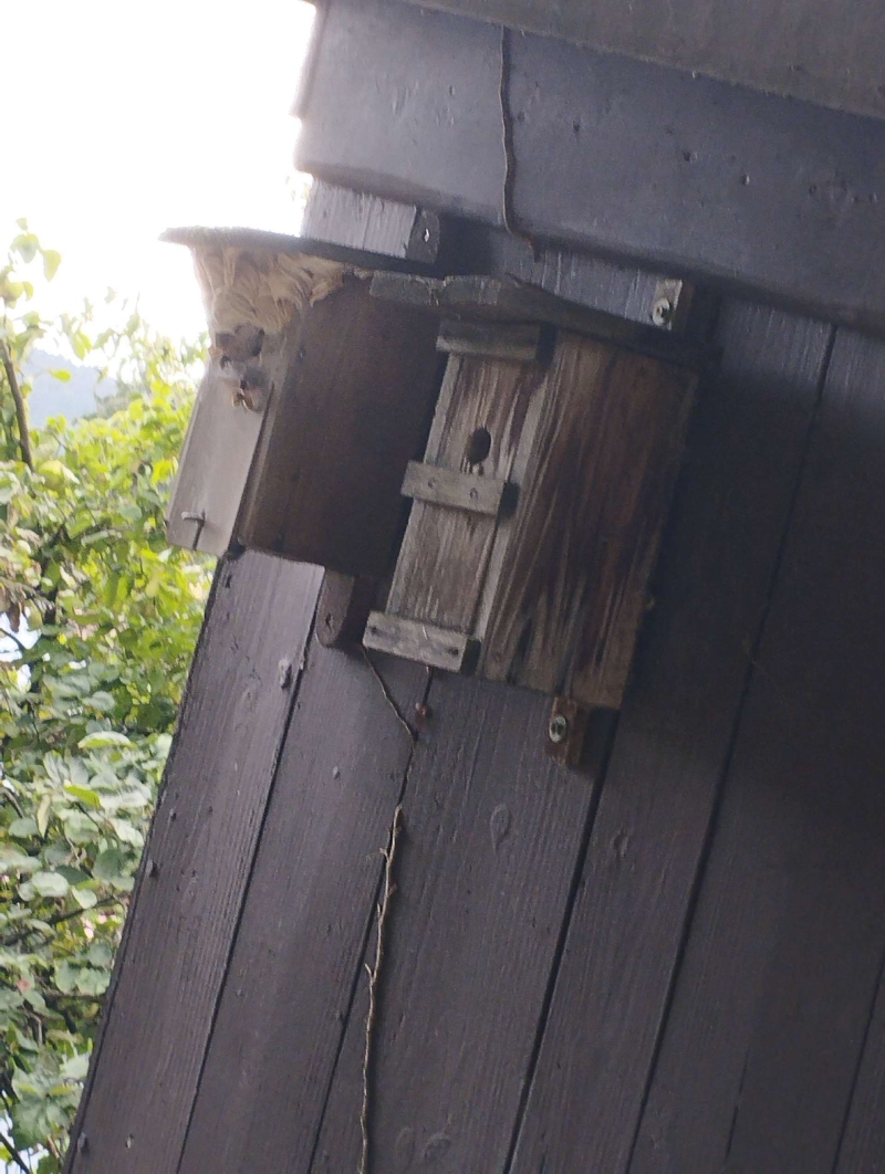 Ueber einer verwitterten Vogelhauskiste in Gelterkinden haengt ein deutlich erkennbares Wespennest, das den Einsatz eines Kammerjaegers erforderlich macht.