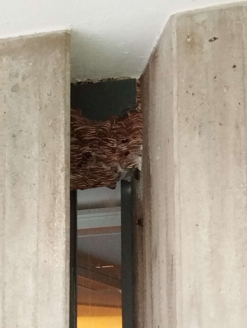 Zwischen den Betonwaenden in Giebenach sitzt ein grosses Wespennest eng am Metallträger, was den Kammerjaeger notwendig macht.
