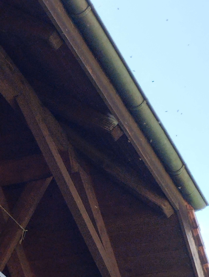 Unter dem Dachvorsprung in Grellingen fliegen zahlreiche Wespen um ein verborgenes Nest, was den Einsatz eines Kammerjaegers erforderlich macht.