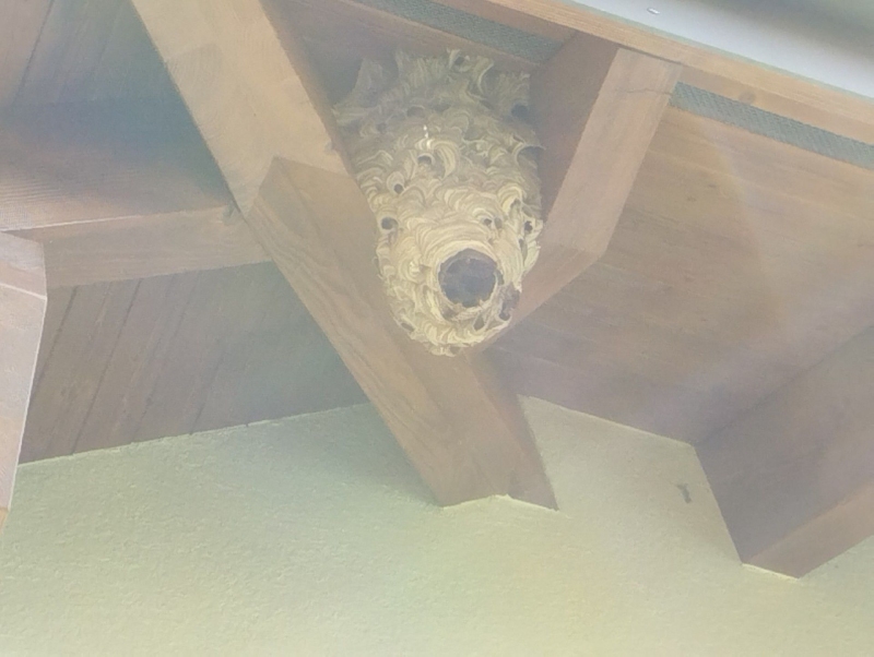 Zwischen den Holzbalken eines Dachvorsprungs in Grellingen haengt ein grosses Hornissennest, das einen erfahrenen Kammerjaeger erforderlich macht.