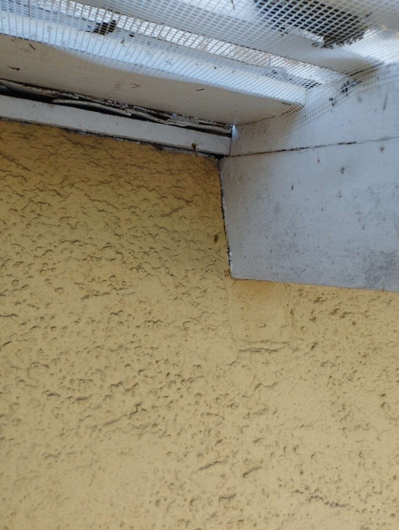 In Haefelfingen befindet sich ein kleines Hornissennest versteckt in einer Mauerecke, was auf einen moeglichen Einsatz eines Kammerjaeger hinweist.