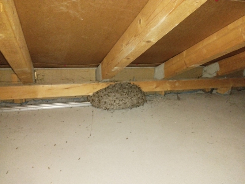 Unter dem Dachgebalken in Hemmiken klebt ein grosses Wespennest an einem Holztraeger, was den Einsatz eines Kammerjaegers in Hemmiken notwendig macht.