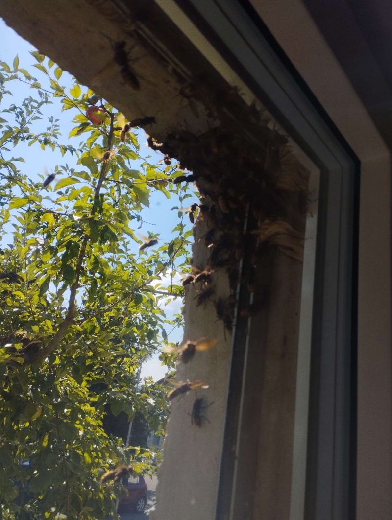 Nahe einem Fenster in Hersberg sammelt sich ein reger Schwarm um ein Hornissennest, dessen Entfernung ein Kammerjaeger fachgerecht uebernehmen sollte.